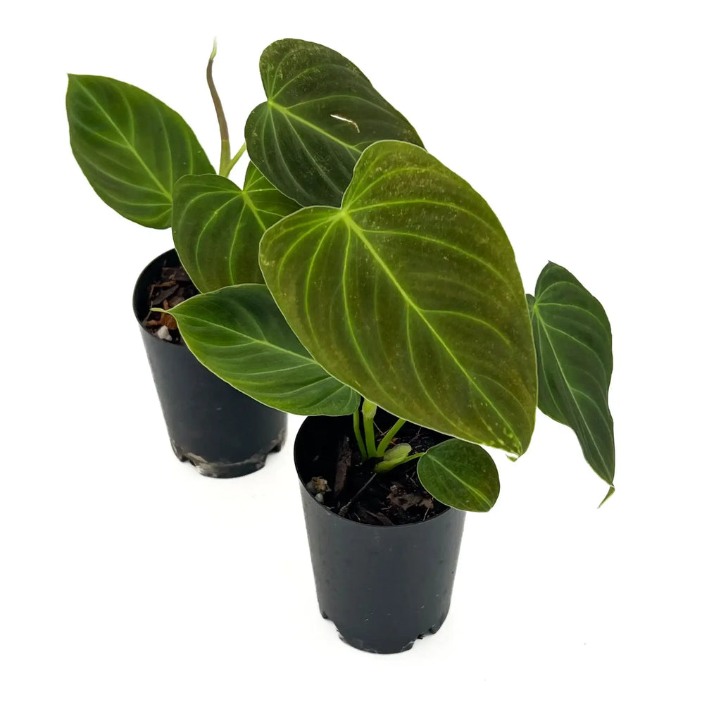 Philodendron splendid indoor plants in black pots, showcasing large green velvety leaves. Chalet Boutique, Australia.