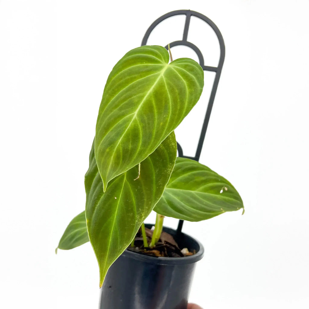 Philodendron splendid indoor plant in a pot with lush green velvety leaves, unique addition for plant enthusiasts. Chalet Boutique, Australia.
