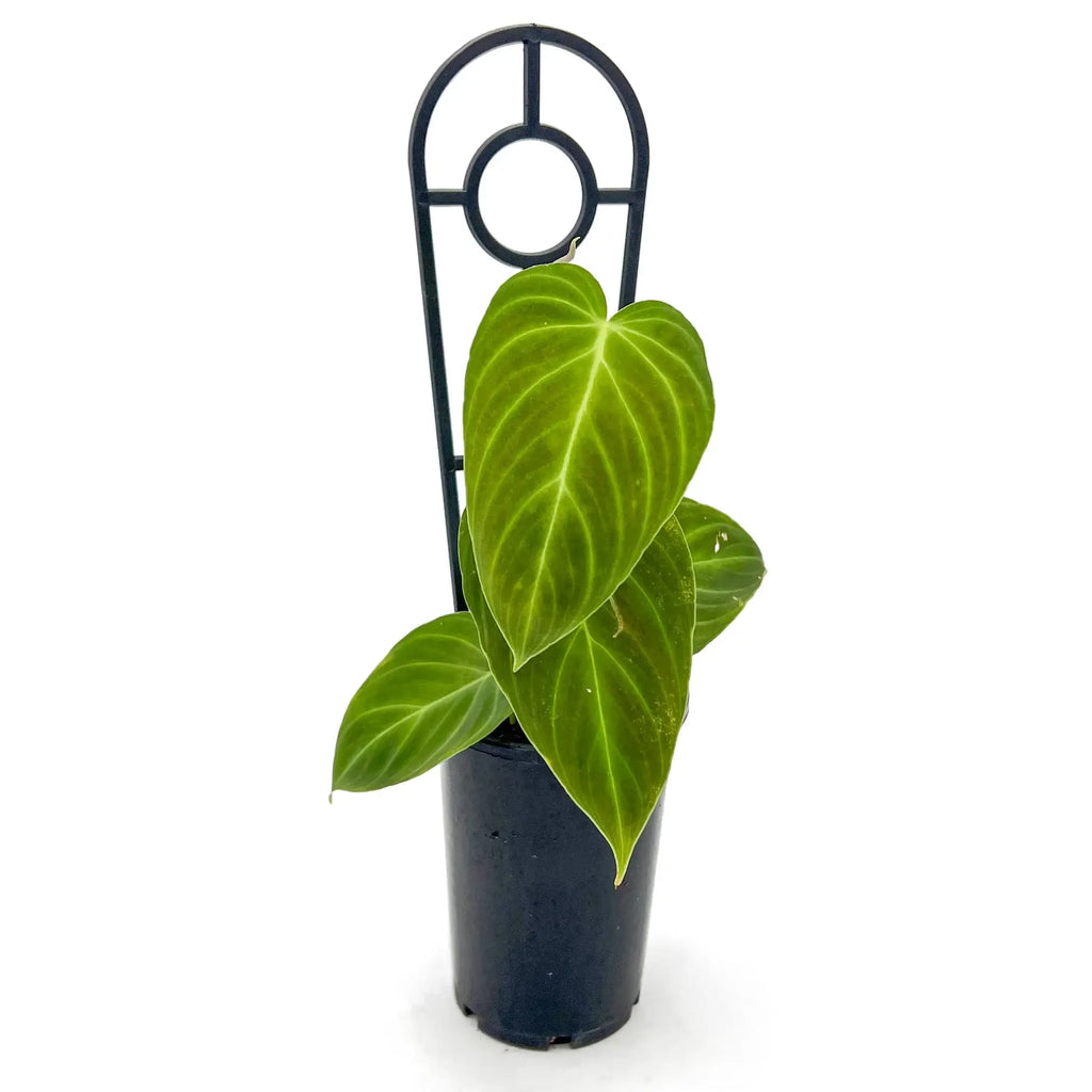 Philodendron splendid with large velvety leaves on a moss pole, perfect for indoor plant enthusiasts. Chalet Boutique, Australia.