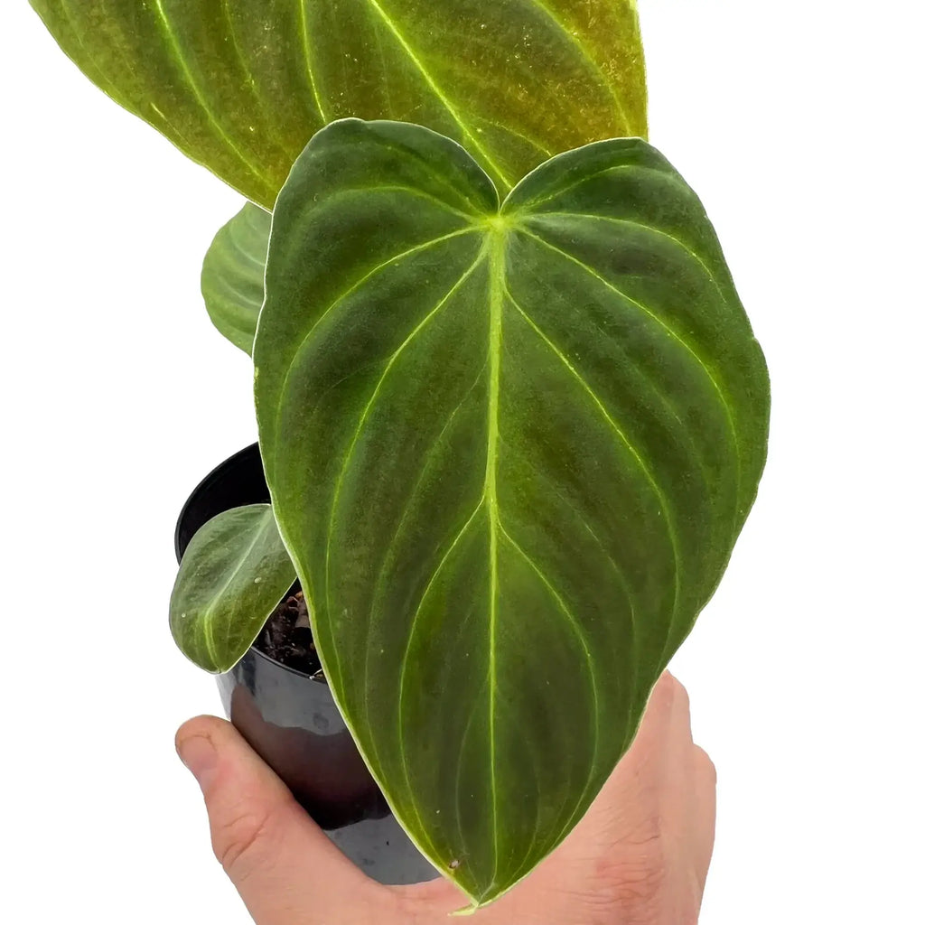 Large, velvety leaves of Philodendron splendid in a hand, showcasing deep green colour and unique texture. Chalet Boutique, Australia.