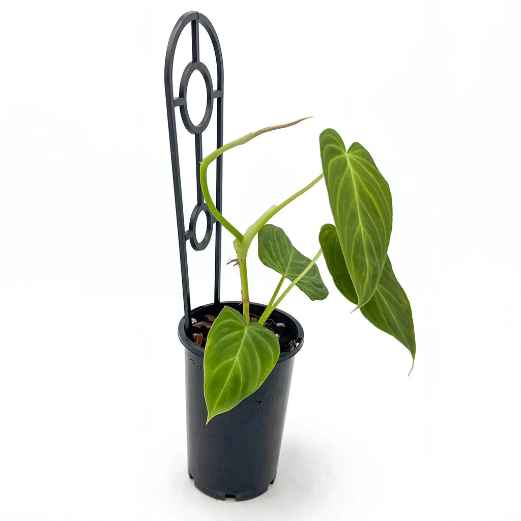 Philodendron splendid in a pot with support, featuring large green leaves, available at Chalet Boutique, Australia.