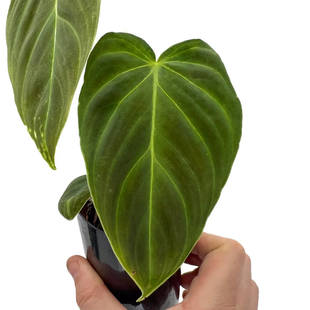 Close-up of a Philodendron splendid leaf showcasing its velvety texture and deep green colour, available at Chalet Boutique, Australia.