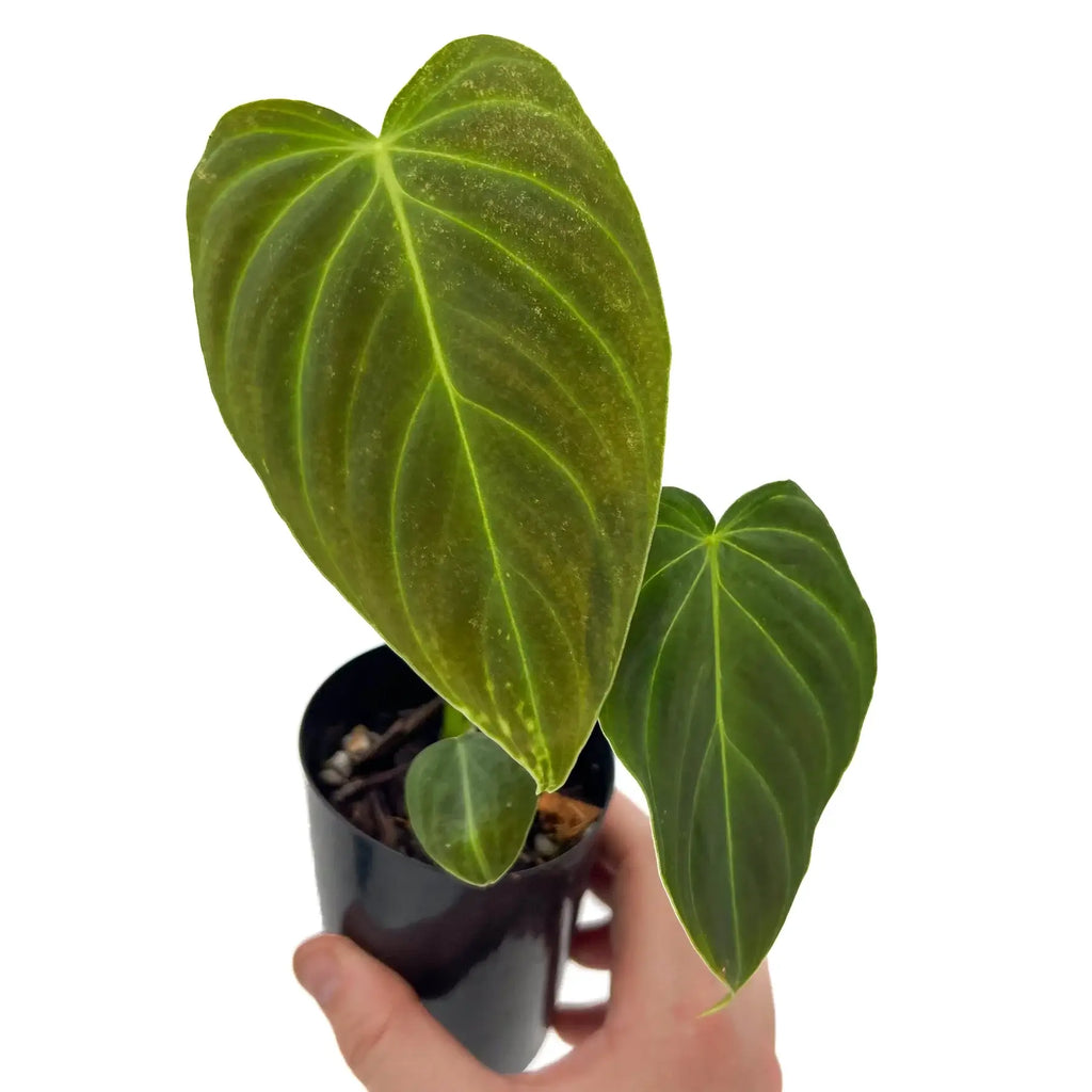 Philodendron splendid houseplant with large velvety green leaves, perfect for indoor plant enthusiasts. Chalet Boutique, Australia.