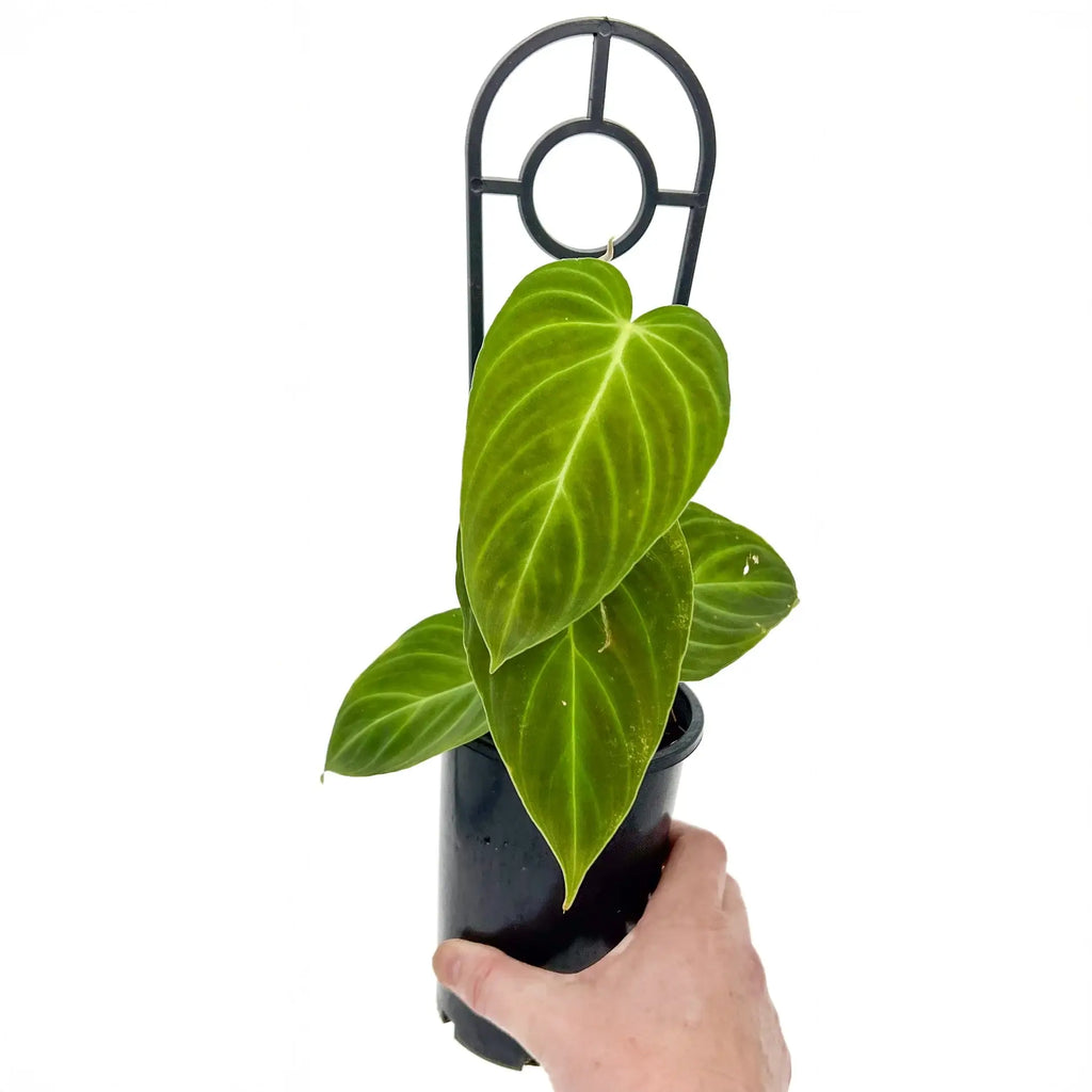 Philodendron splendid plant with large green leaves, perfect for indoor decor. Buy rare plants online at Chalet Boutique, Australia.