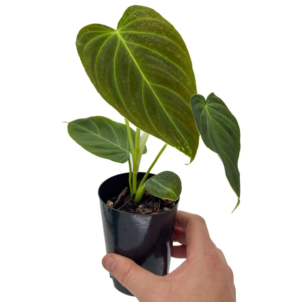 Healthy Philodendron splendid in a black pot, showcasing large green leaves, ideal for indoor plant lovers. Chalet Boutique, Australia.