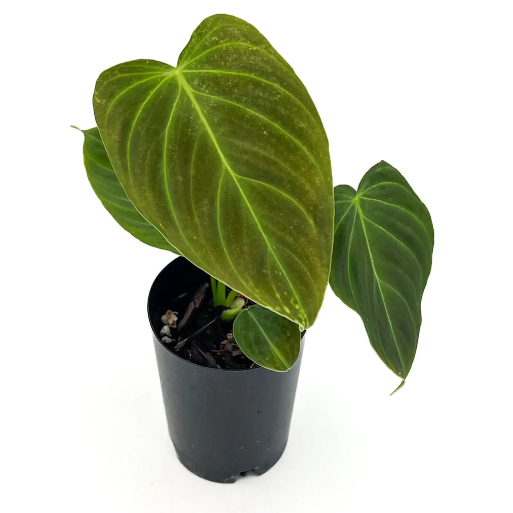 Philodendron splendid with large velvety leaves in a pot, a rare indoor plant for sale at Chalet Boutique, Australia.