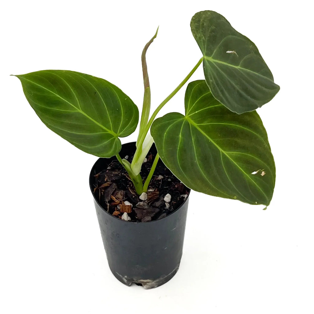 Philodendron splendid houseplant with large, velvety green leaves, available at Chalet Boutique, Australia.