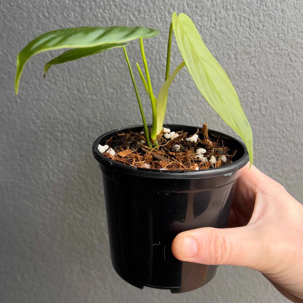 Philodendron tenue