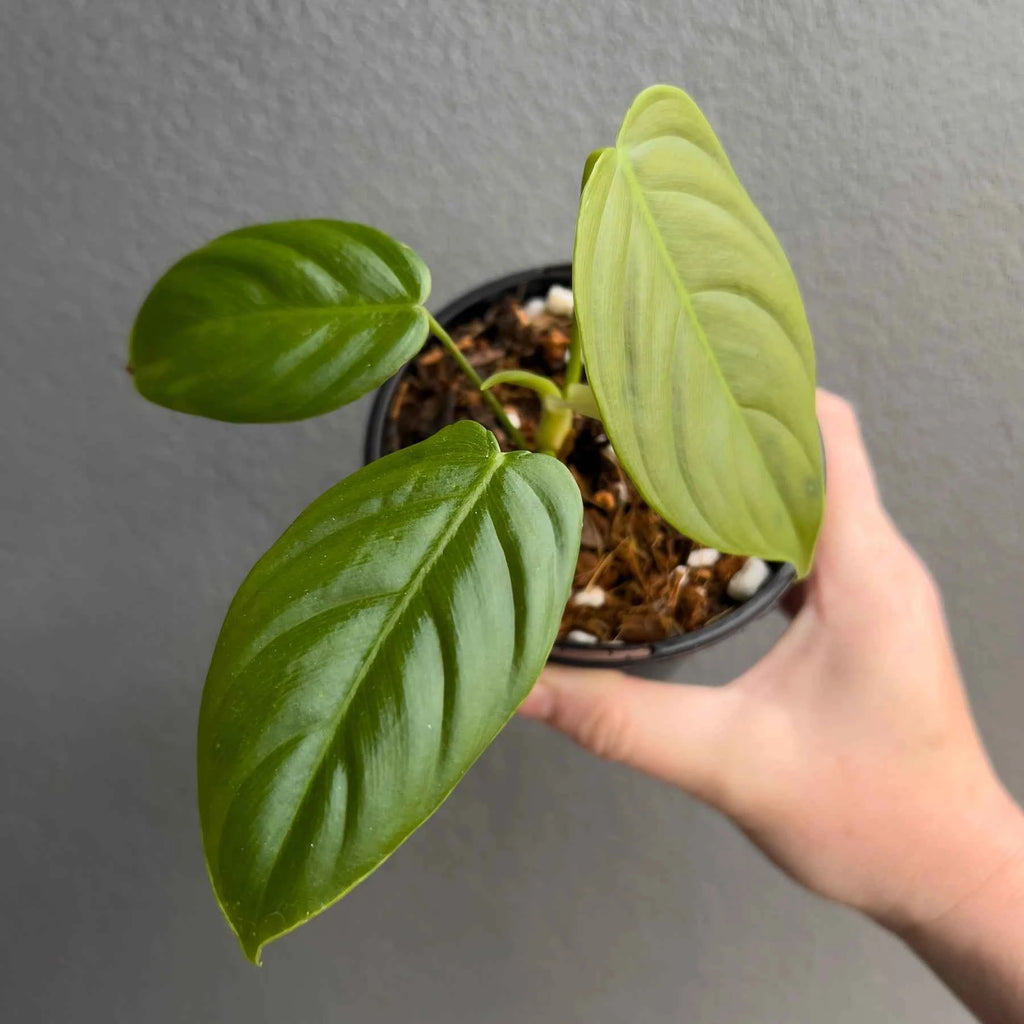 Philodendron tenue