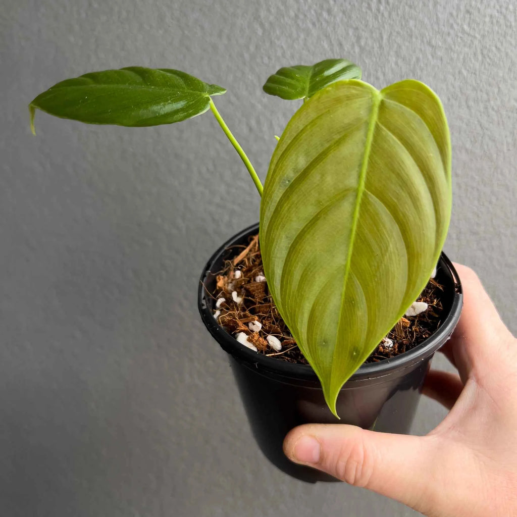 Philodendron tenue