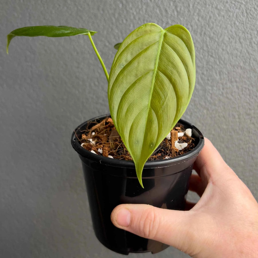 Philodendron tenue