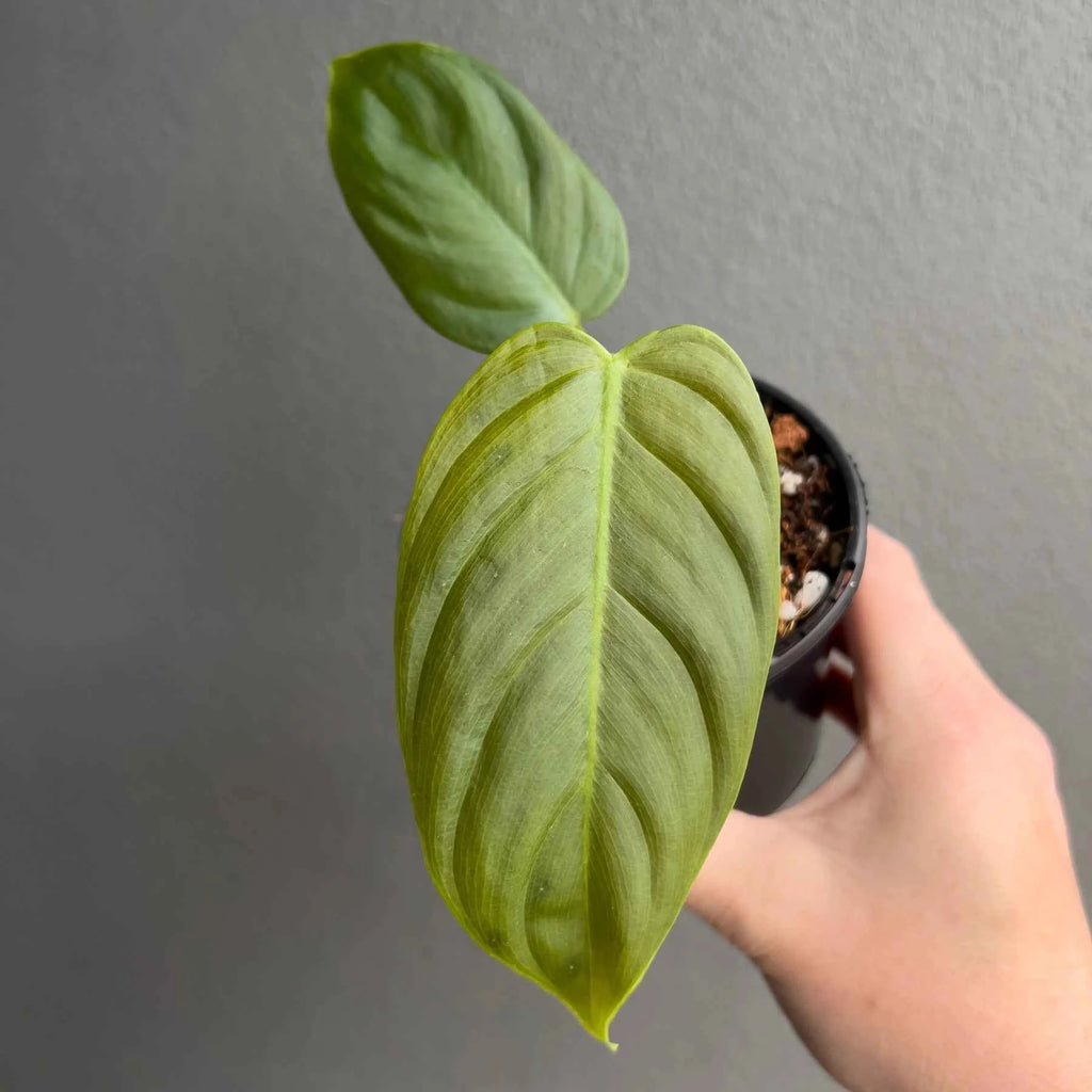 Philodendron tenue