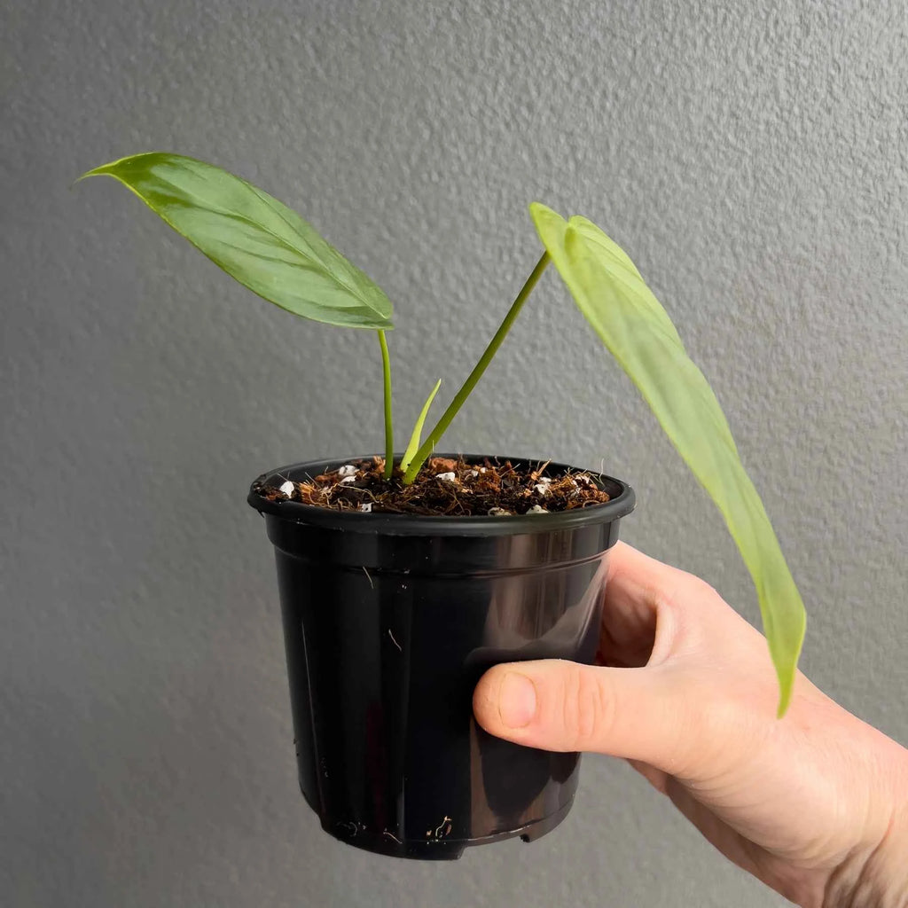 Philodendron tenue