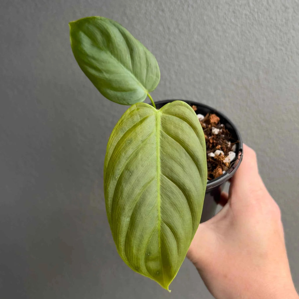 Philodendron tenue