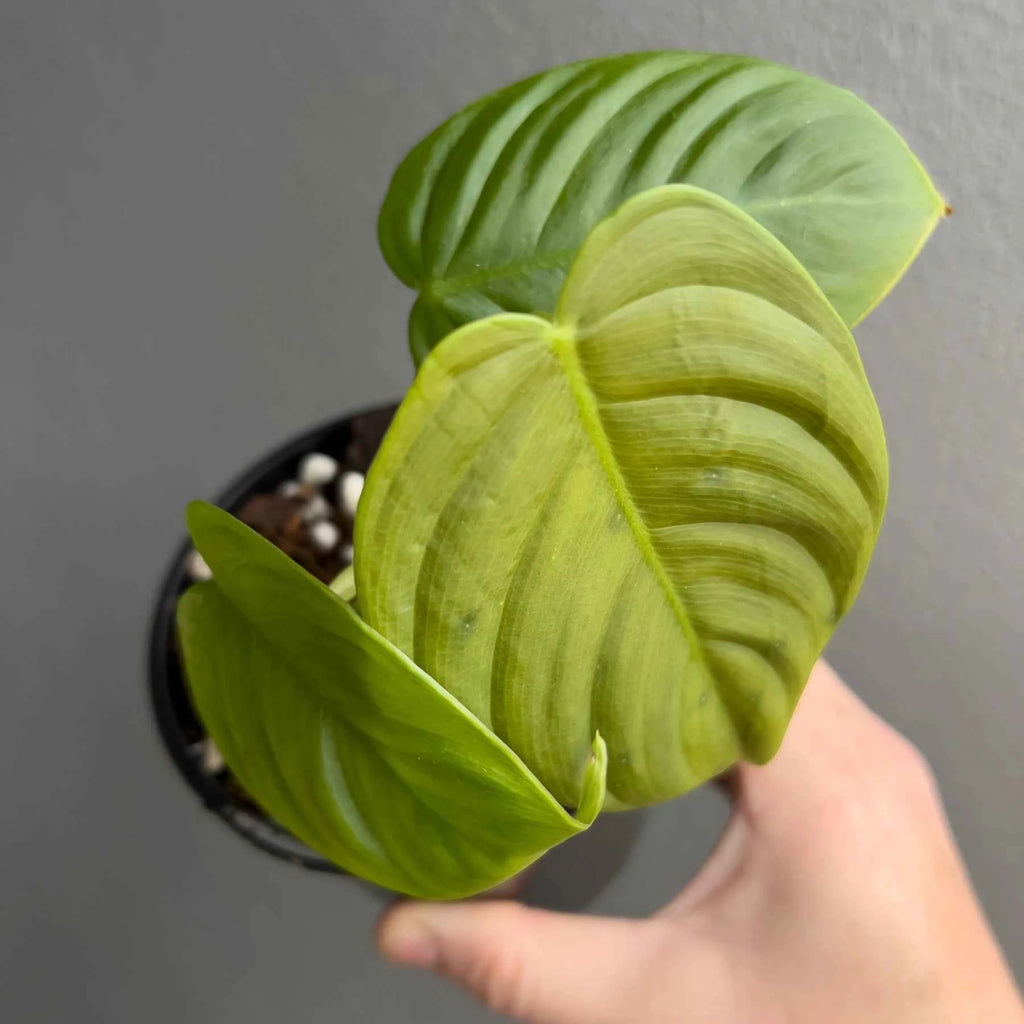 Philodendron tenue