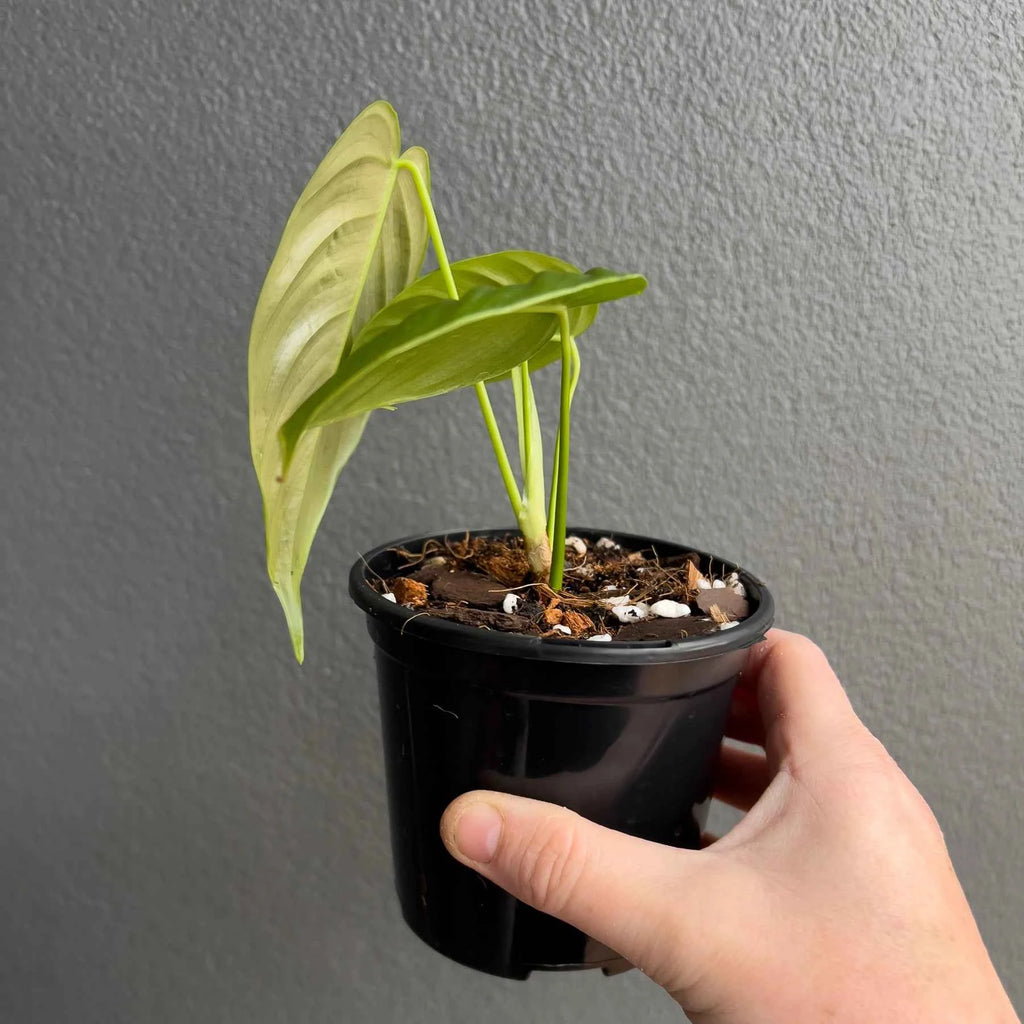 Philodendron tenue