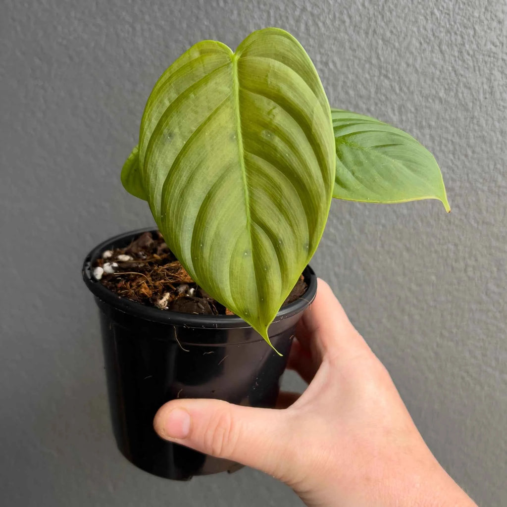 Philodendron tenue