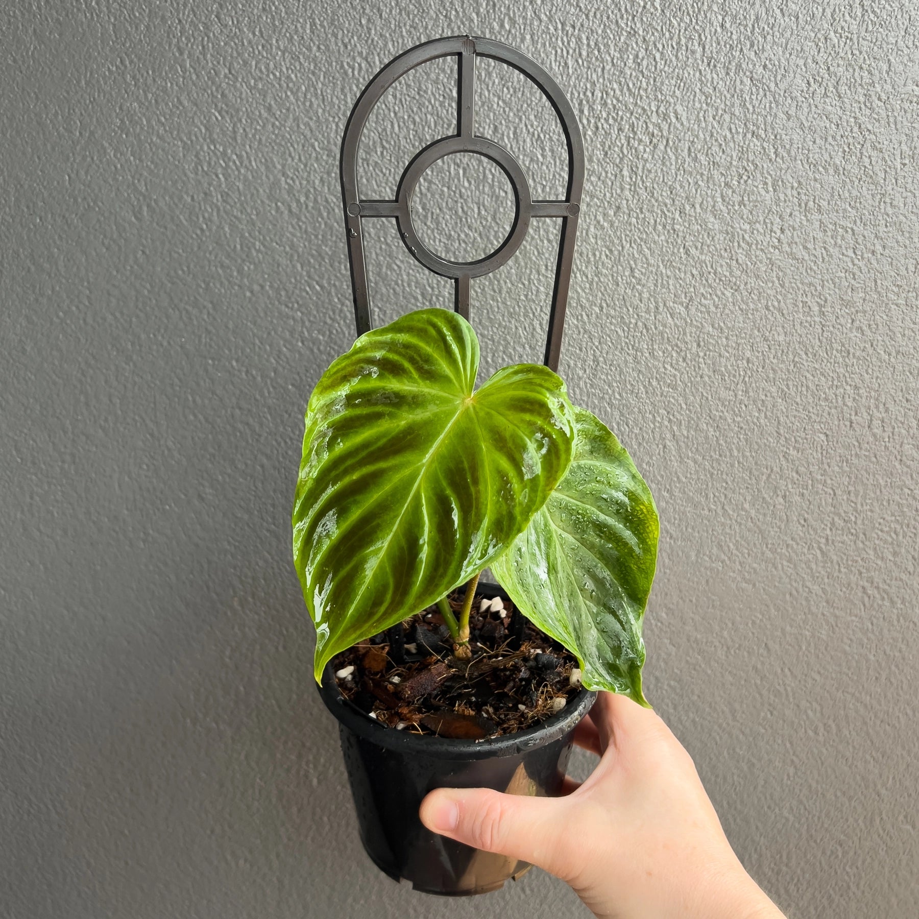philodendron verrucosum australia Buy Philodendron Verrucosum
