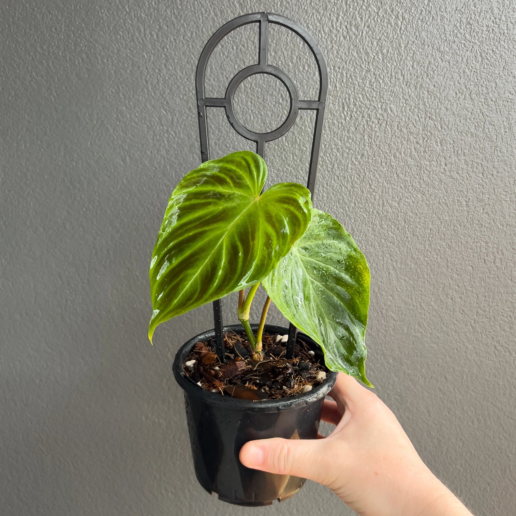 philodendron verrucosum mini Buy Philodendron Verrucosum