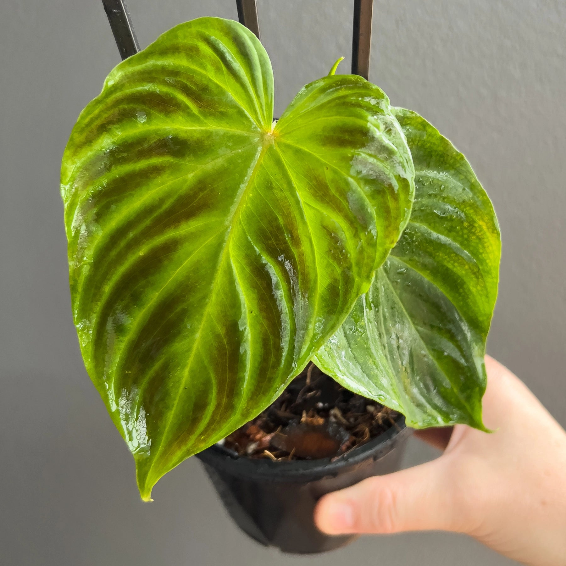 Buy Philodendron Verrucosum