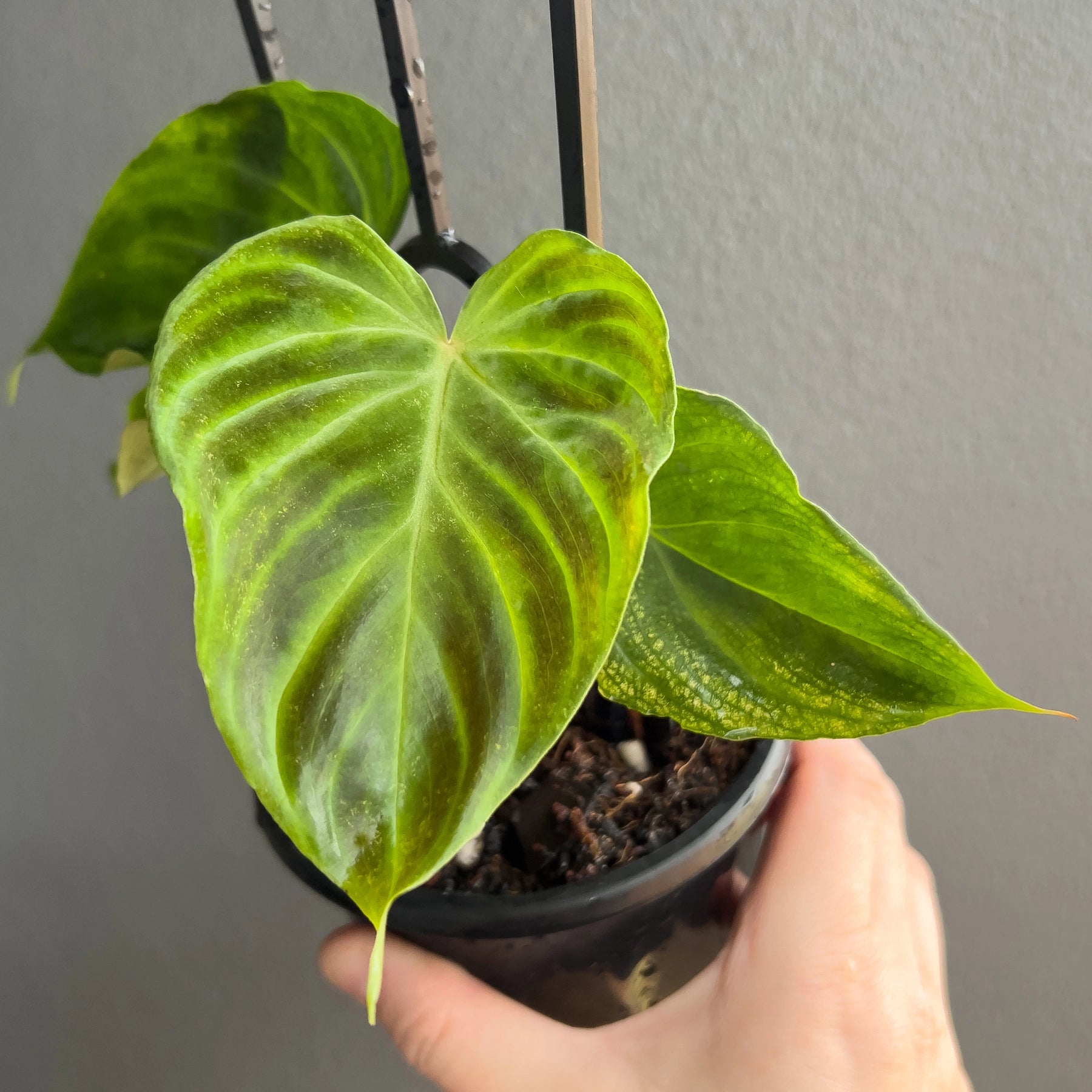 is philodendron verrucosum rare Buy Philodendron Verrucosum
