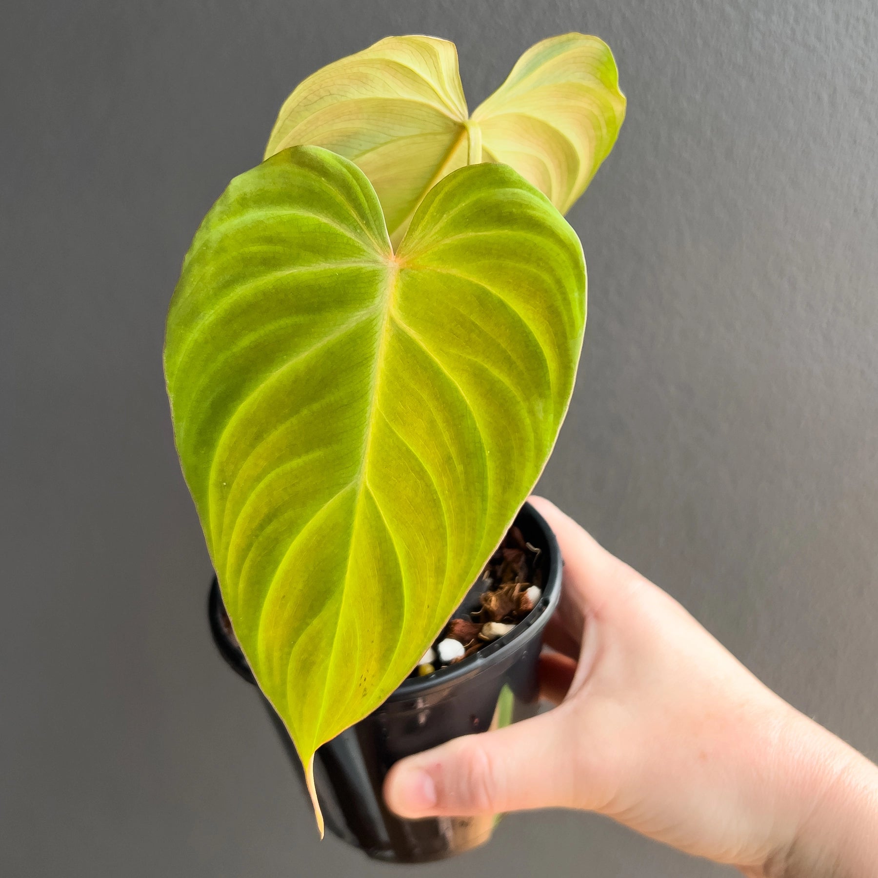 philodendron pink princess samen Philodendron 'Pink Princess' kaufen