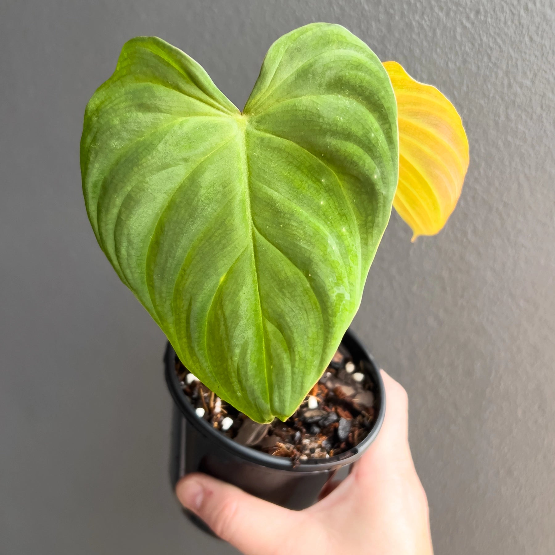 Philodendron Zeus