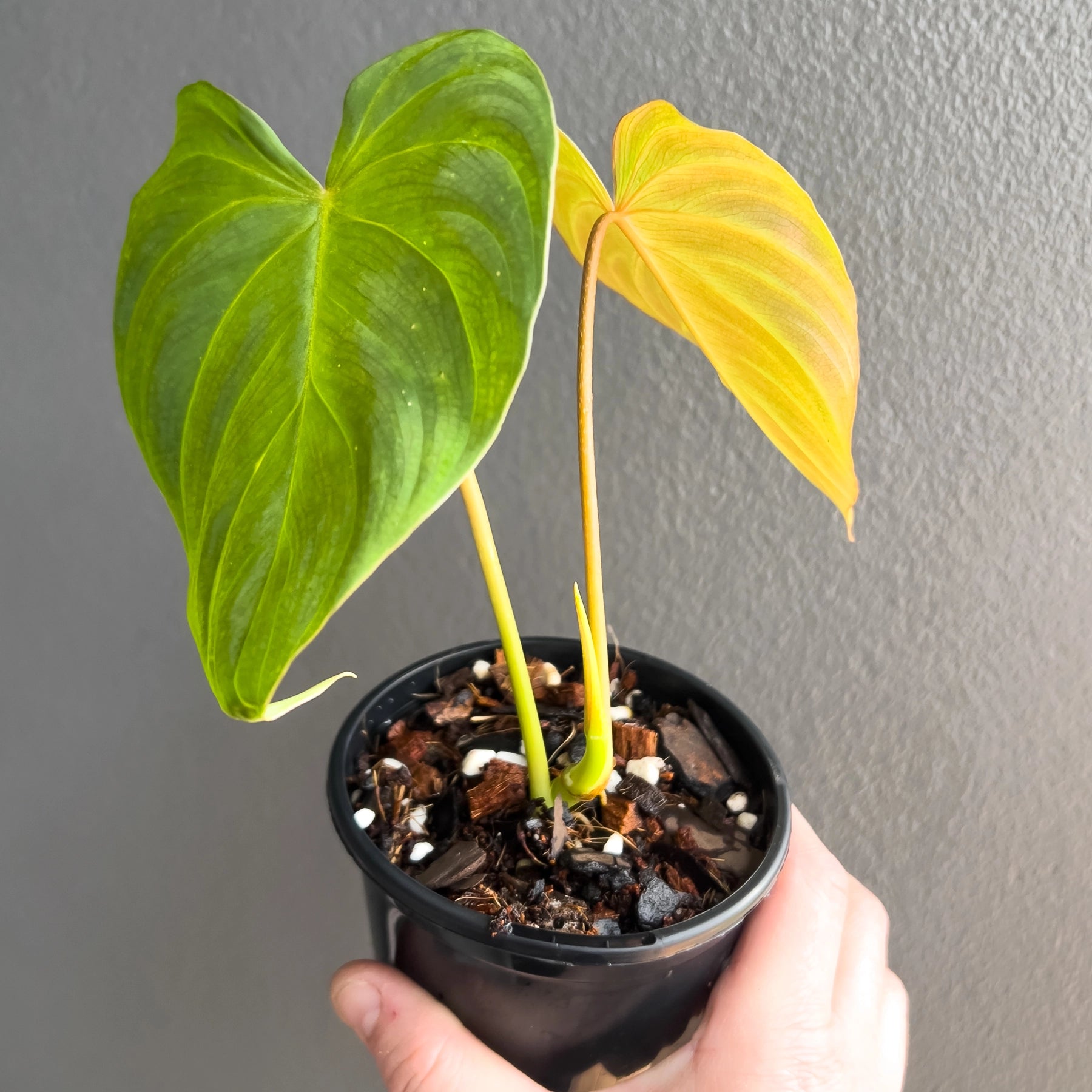 Philodendron Zeus | Rare Indoor Plant Shop, Australia
