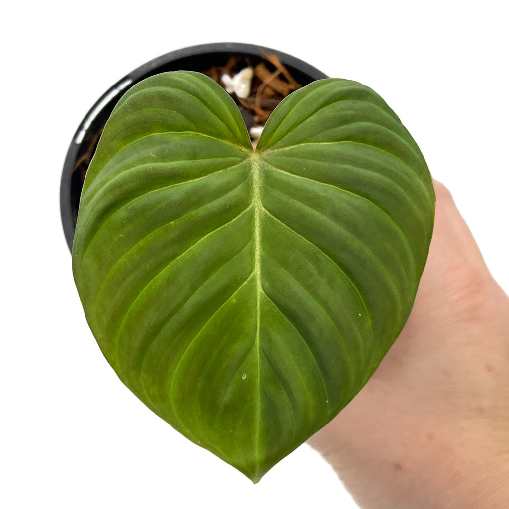 Philodendron 'Zeus' with large heart-shaped leaves, a rare indoor plant available for express shipping in Australia.