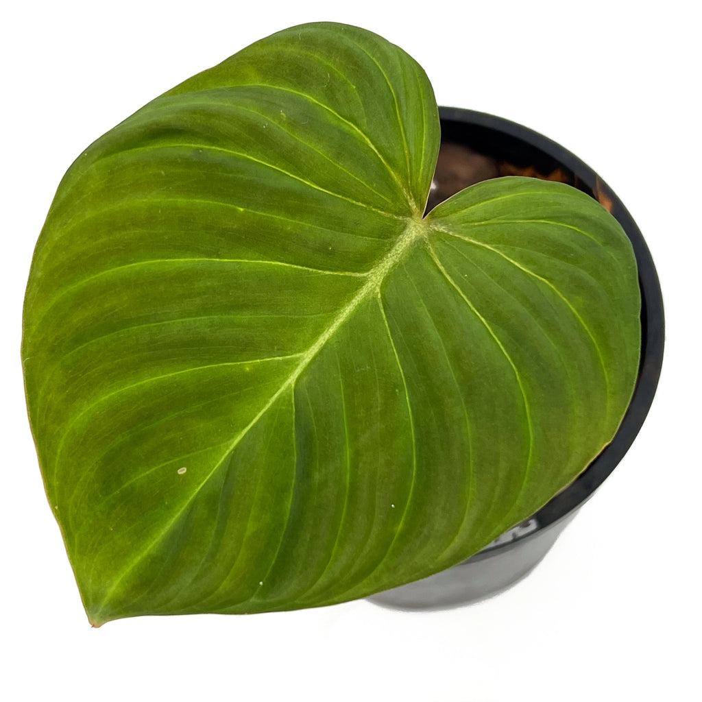 Philodendron 'Zeus' heart-shaped leaf showcasing quilted venation, perfect for rare indoor plants in Australia.