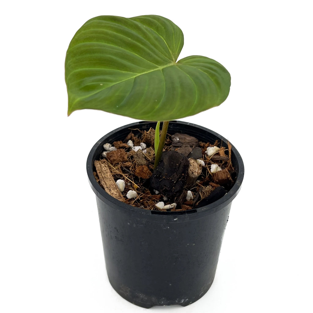 Philodendron 'Zeus' in a pot showcasing its large, heart-shaped leaves, perfect for rare indoor plants in Australia.