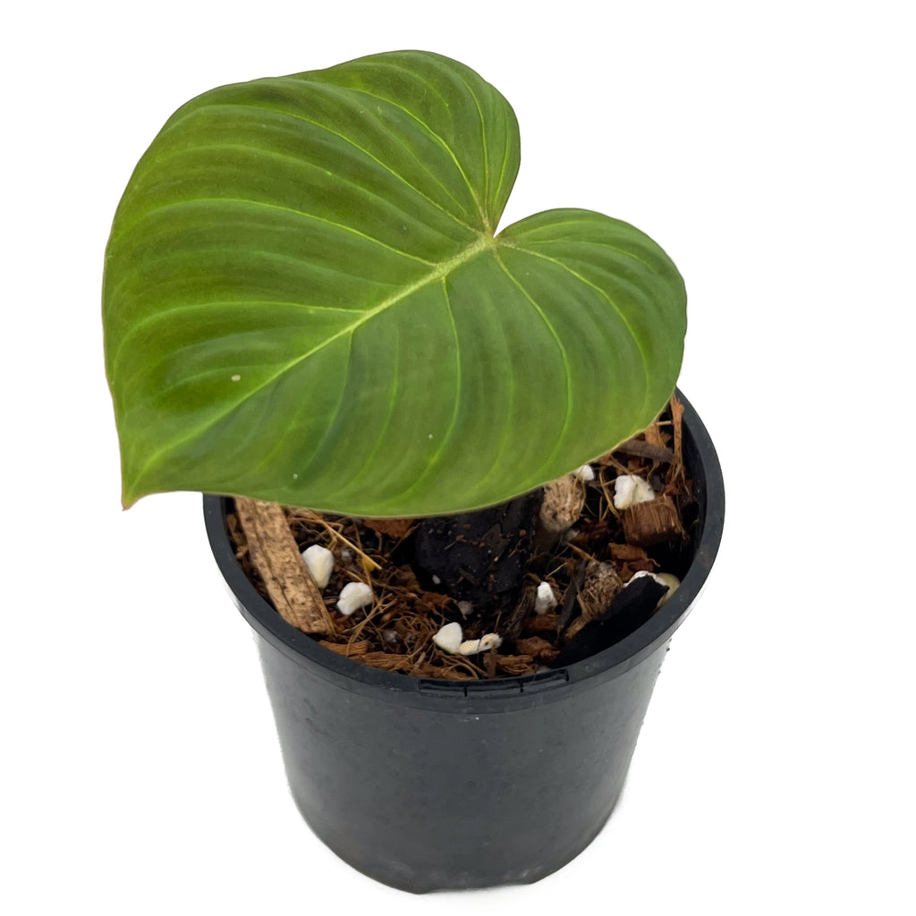 Philodendron 'Zeus' with large heart-shaped green leaves in a black pot, perfect for indoor plant lovers in Australia.