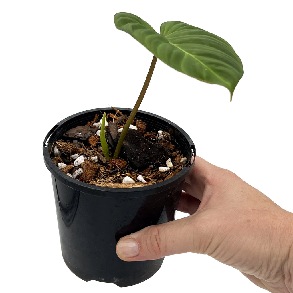 Philodendron 'Zeus' in a black pot held in hand, showcasing its large heart-shaped leaves, perfect for rare indoor plants.