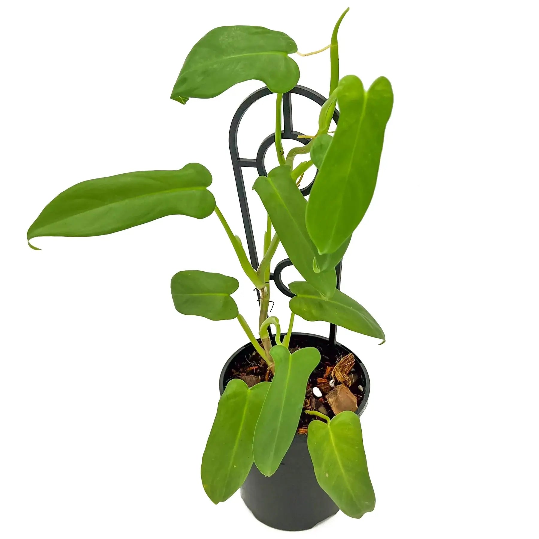 Philodendron bipennifolium Aurea