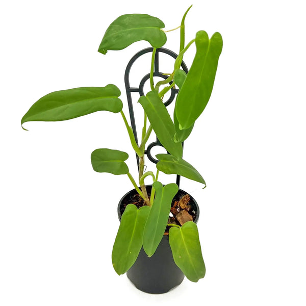 philodendron bipennifolium aurea care Philodendron bipennifolium Aurea
