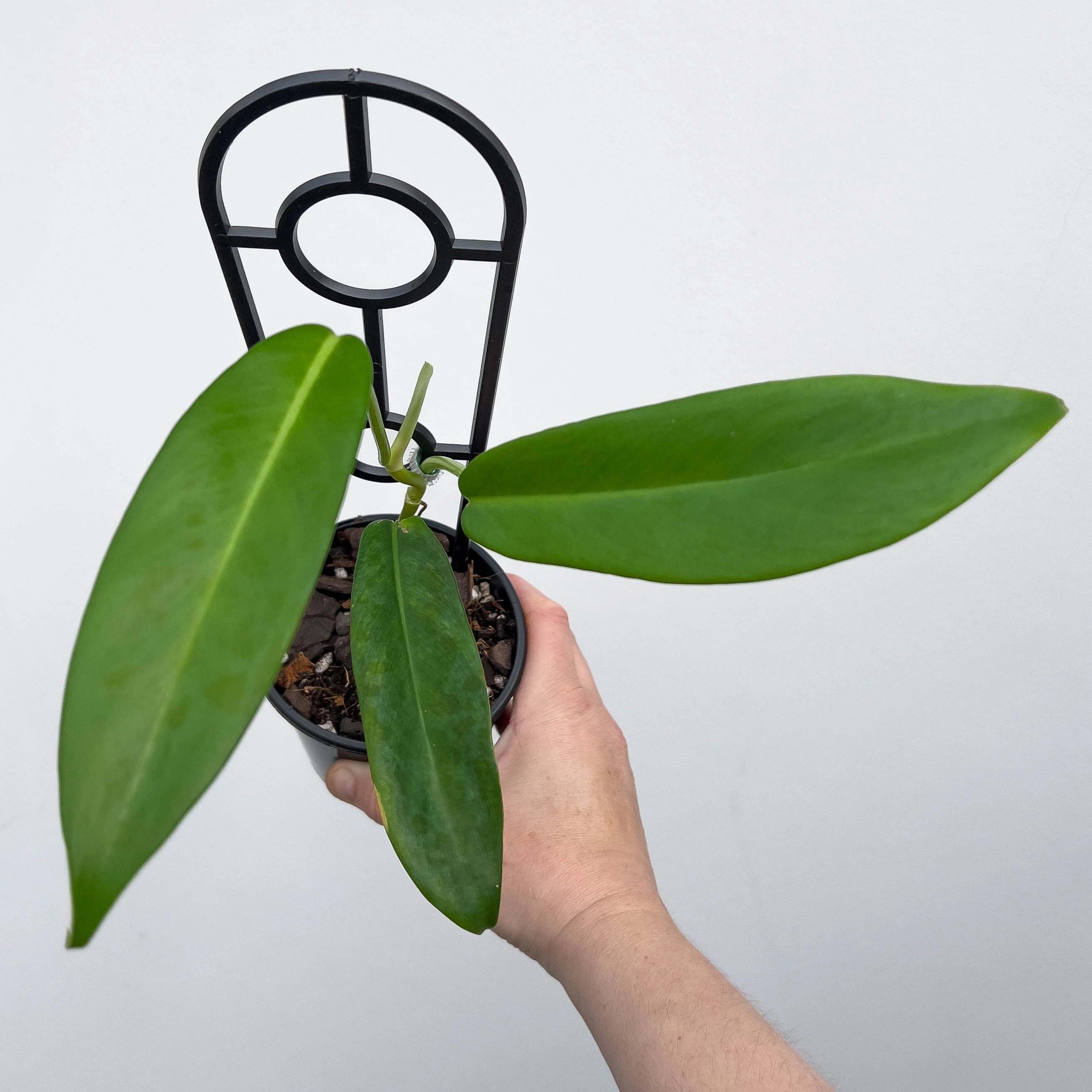philodendron jerry horne for sale Philodendron Jerry Horne