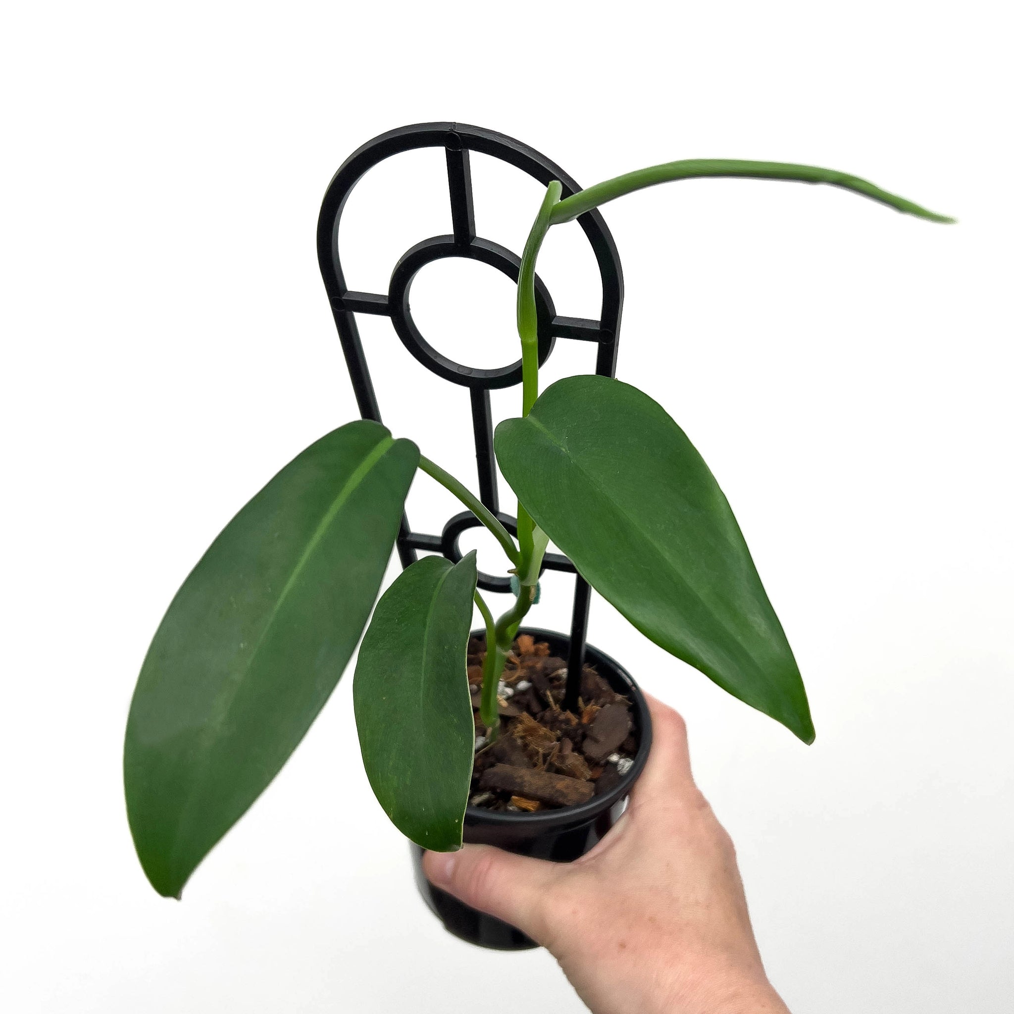 jerry horne philodendron mature Philodendron Jerry Horne
