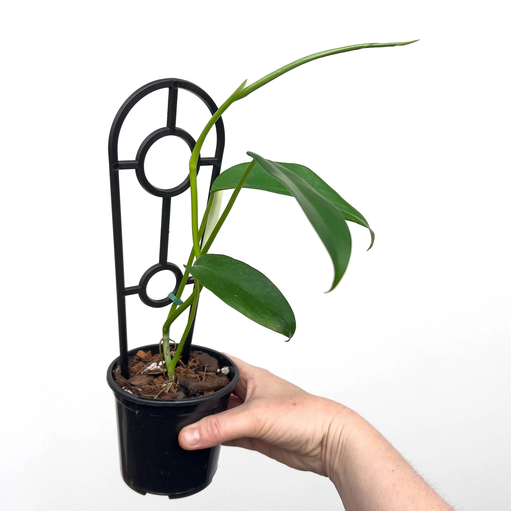philodendron jerry horne for sale Philodendron Jerry Horne
