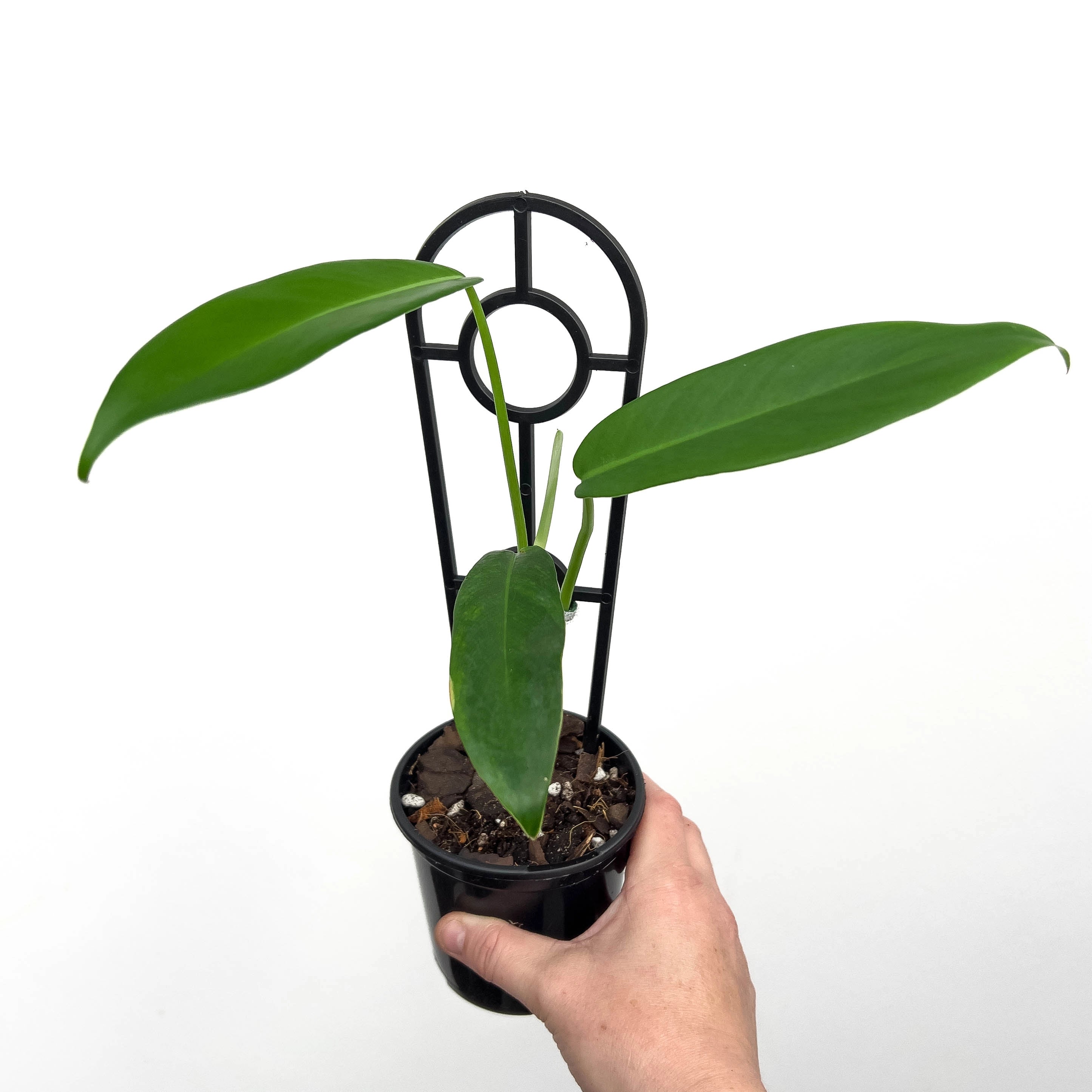 philodendron jerry horne Philodendron Jerry Horne