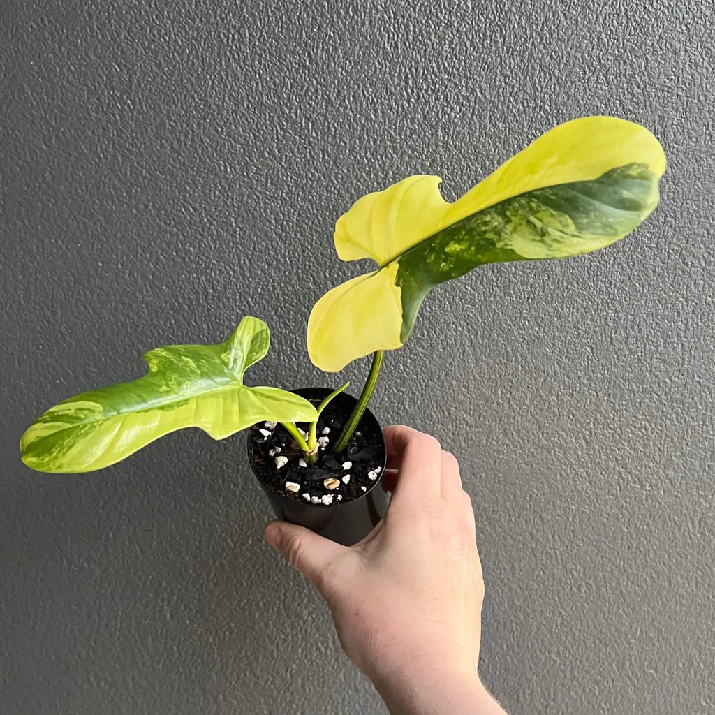 Philodendron bipennifolium variegated in hand, showcasing its unique yellow and green foliage. Chalet Boutique, Australia.