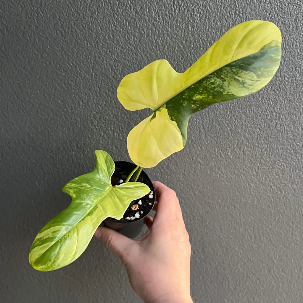 Philodendron bipennifolium variegated indoor plant with unique marbled leaves, available at Chalet Boutique, Australia.