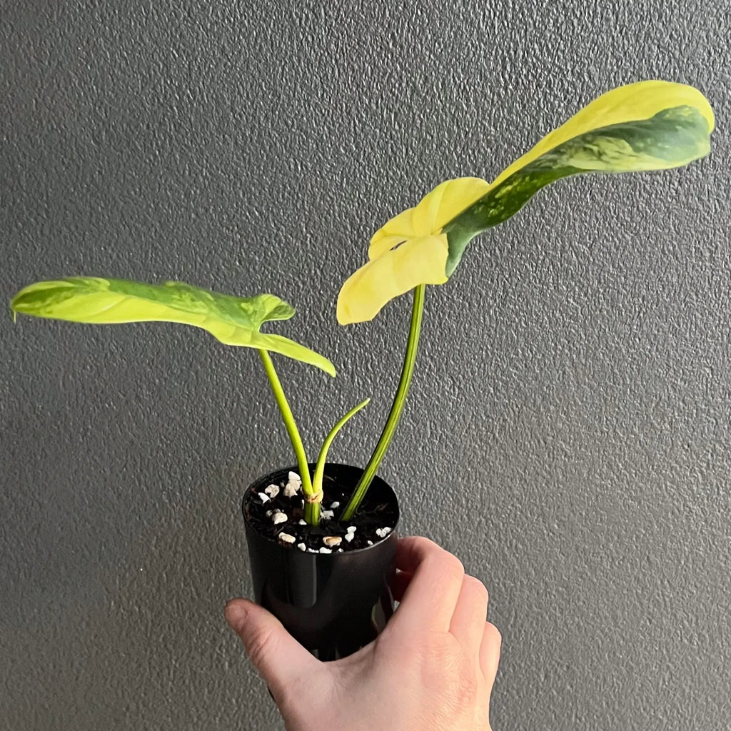 Philodendron bipennifolium variegated plant with unique leaves showcased in a hand, perfect for indoor plant lovers. Chalet Boutique, Australia.