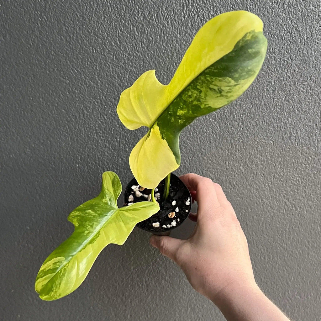 Philodendron bipennifolium variegated with striking marbled leaves in hand, perfect for rare indoor plants lovers. Chalet Boutique, Australia.