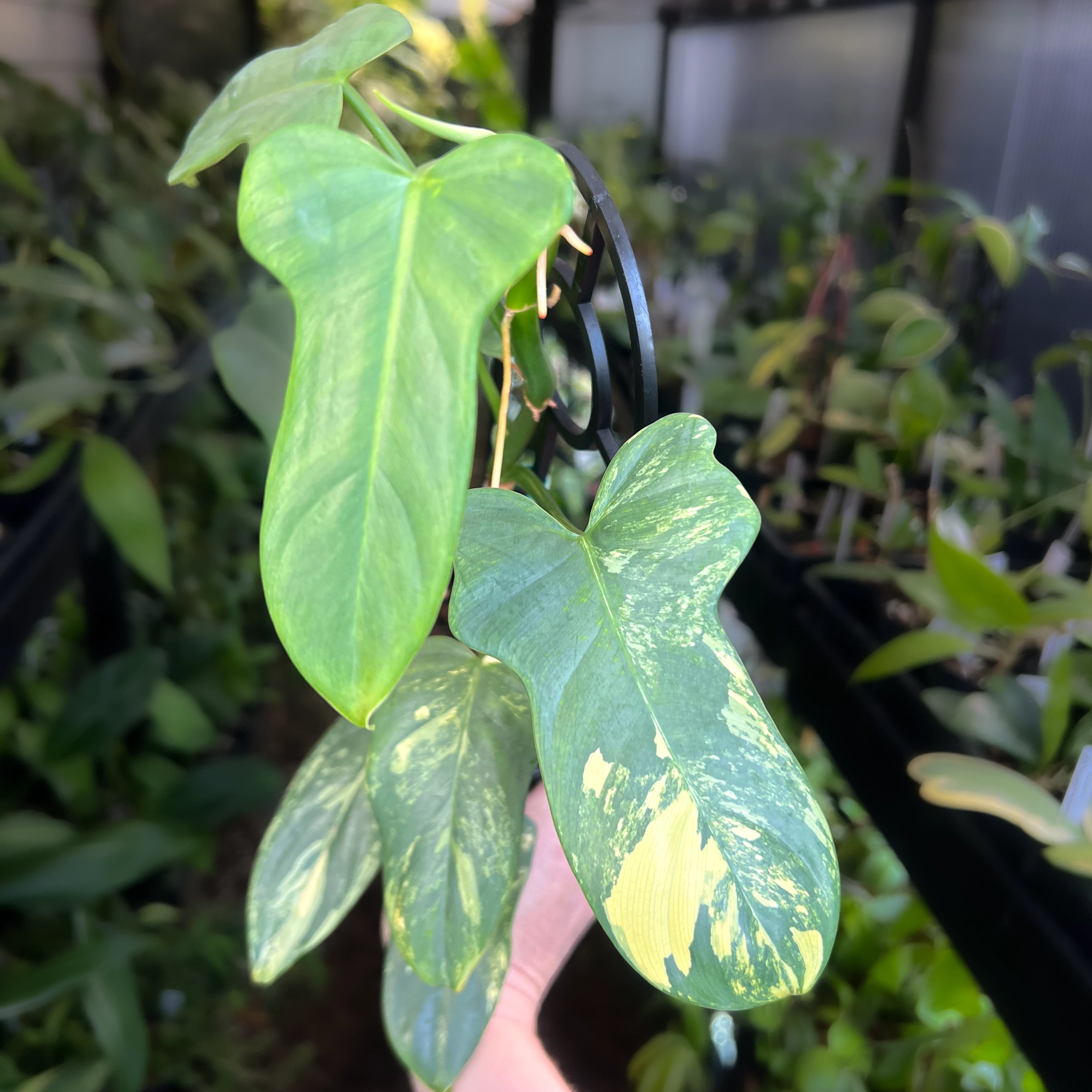 philodendron bipennifolium varieties Philodendron Bipennifolium Variegated