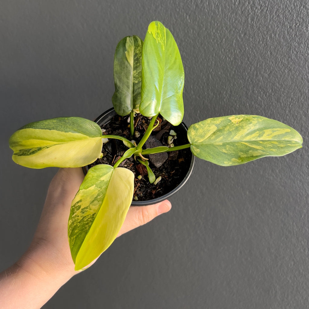 Close-up of Philodendron bipennifolium variegated foliage highlighting soft marbling and unique leaf shape with subtle green and cream tones. Trusted indoor plant shop Australia.