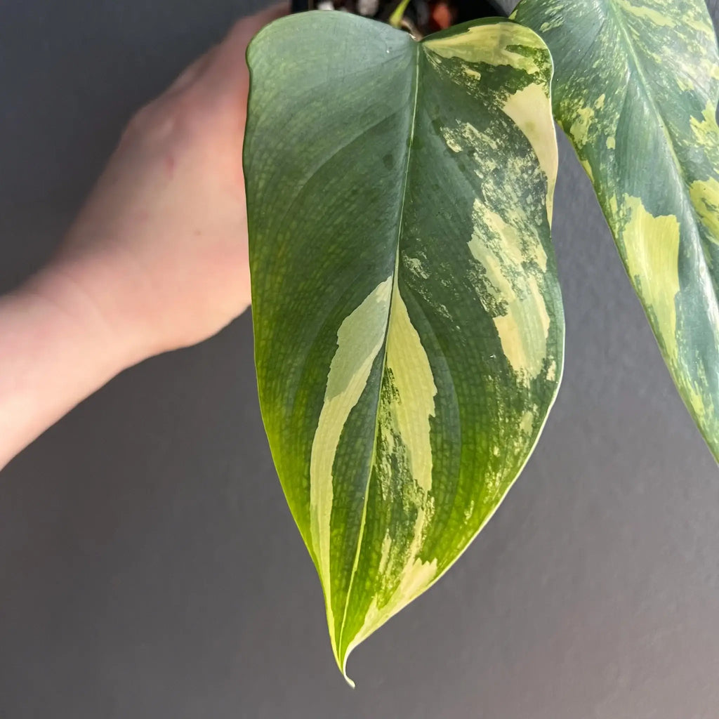 Close-up of Philodendron bipennifolium variegated leaf with distinctive marbling. Buy rare plants online at Chalet Boutique, Australia.