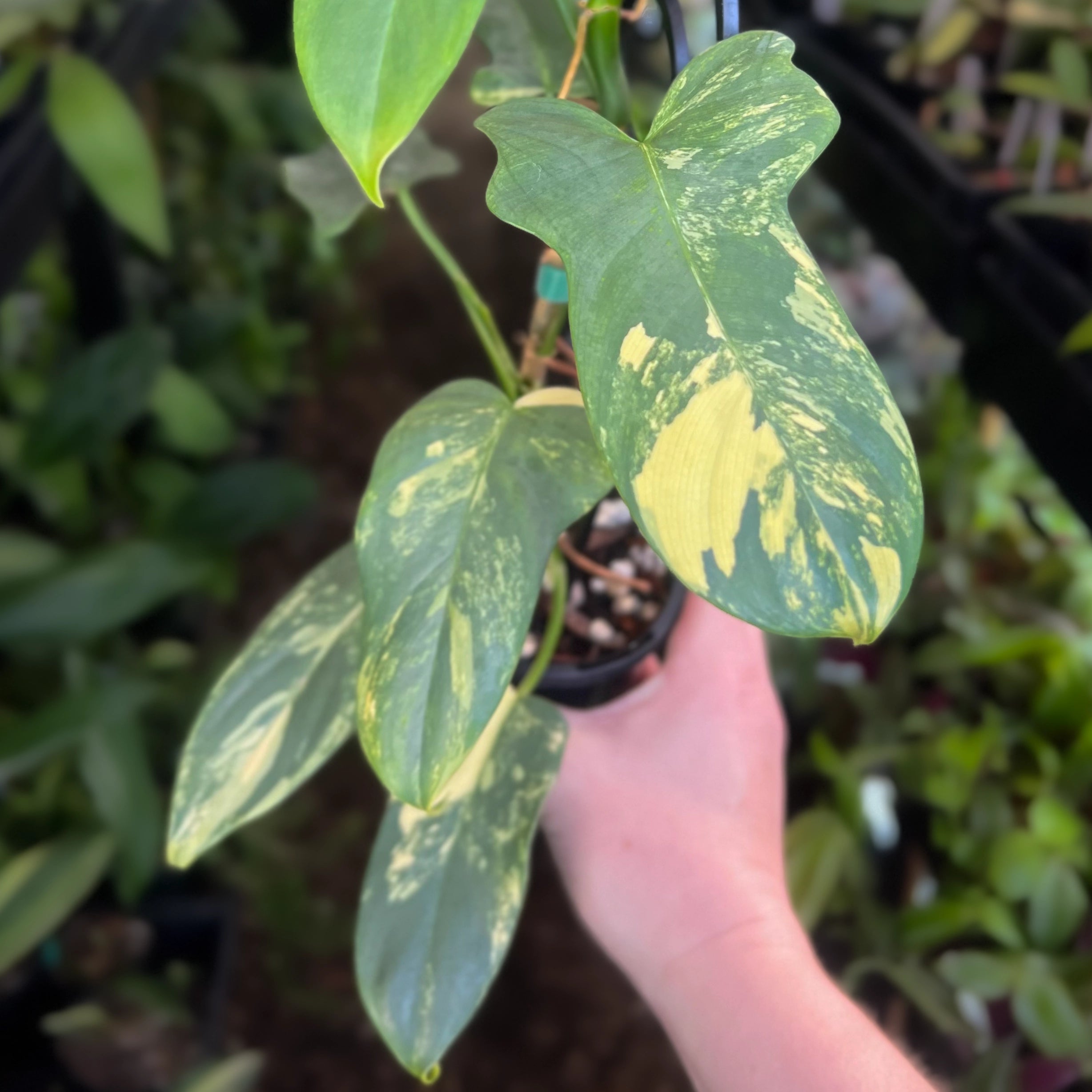 philodendron marmorata Philodendron Bipennifolium Variegated