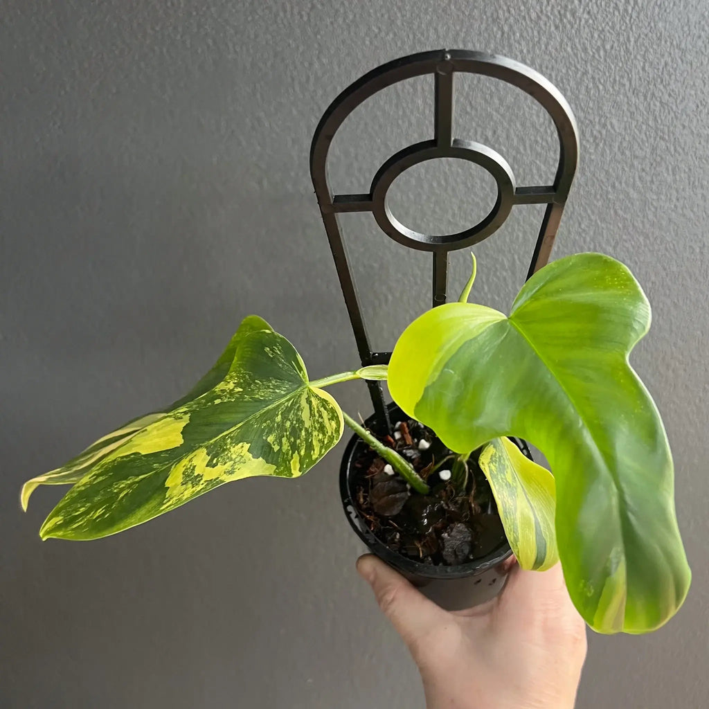 Philodendron bipennifolium variegated with unique marbled leaves, held in a pot, perfect for rare indoor plants Australia. Chalet Boutique, Australia.
