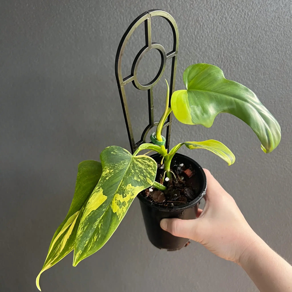 Philodendron bipennifolium variegated in hand, showcasing unique marbled leaves, ready for indoor gardening. Chalet Boutique, Australia.