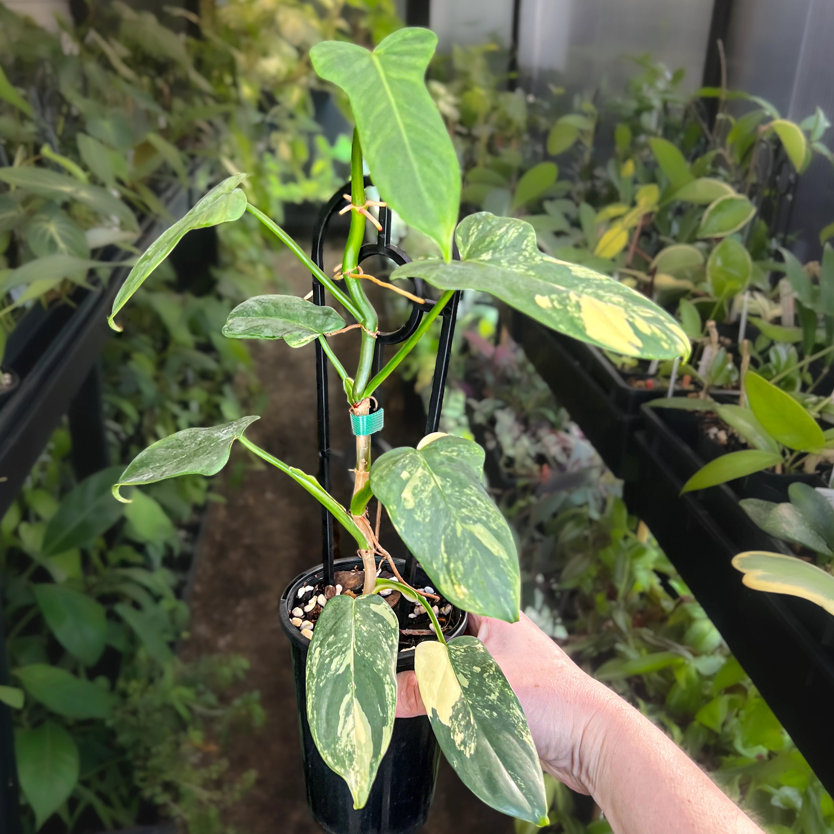 philodendron bipennifolium varieties Philodendron Bipennifolium Variegated